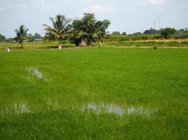 natur reisbaum grasig üppig grün grün grün grün grün grün grün viridity grüne felder gras grün gepflegte rasen schöne umwelt hintergrund foto