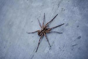 Spinne an der Wand foto