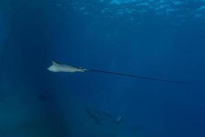 fische schwimmen im roten meer, bunte fische, eilat israel foto