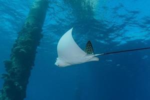 fische schwimmen im roten meer, bunte fische, eilat israel foto