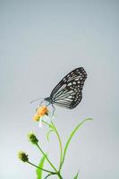 schöne schmetterlinge in der natur suchen nach nektar von blumen in der thailändischen region thailand. foto