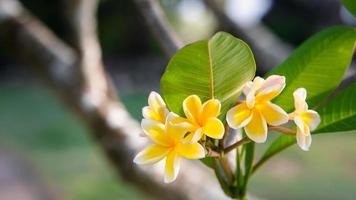 schöne Frangipani-gelbe und weiße Blütenfarbe, Plumeria-Blumenstrauß mit grünem natürlichem Hintergrund foto