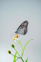 schöne schmetterlinge in der natur suchen nach nektar von blumen in der thailändischen region thailand. foto