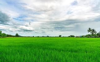 Landschaft grünes Reisfeld. Reisfarm mit Berg als Hintergrund im ländlichen Raum. Grünes Reisfeld. Bio-Reisfarm in Asien. Reisfeld. tropische landschaft und weißer wolkenhimmel. landwirtschaftlicher Betrieb. foto