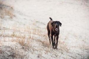 ein Hund, der auf dem weißen Sand bellt foto