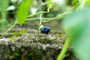 Grasgeleefrucht ist eine in Südostasien beheimatete Pflanze, die in Reben oder in der Natur aufgerollt lebt foto