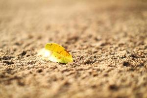 Gelbe Blätter auf dem Sand mit verschwommenem Hintergrund können zum Schreiben von Webzwecken verwendet werden foto