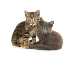 zwei süße Kätzchen auf Weiß foto