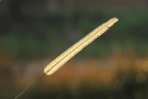 Gramineae-Blume oder Pennisetum setosum foto