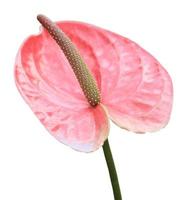Ping-Flamingo-Blume foto