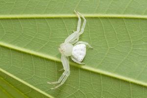 junge Spinne auf grünem Blatthintergrund foto