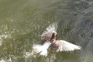 Taube fällt in den Fluss foto