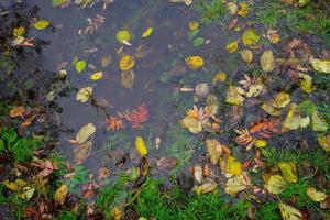 natürlicher natürlicher hintergrund mit herbstblättern auf dem gras foto