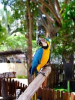 Cacatua, Kakadupapagei im Zoo, lustiger Hausvogel. entzückendes Kakadu-Vogelhaustier im sicheren Käfig, tropischer Papagei. foto