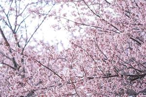 wilde himalaya-kirsche oder prenus cerasoides, nennen sie nang phaya suar klong baum die rosa blumenblüte voller blüte auf dem ganzen baum sieht aus wie eine sakura., thailand. foto