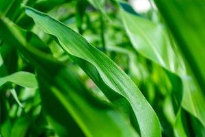 saftig grüne Maisblätter foto