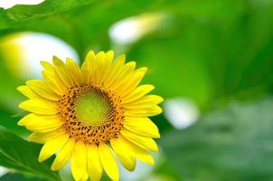 Sonnenblume foto