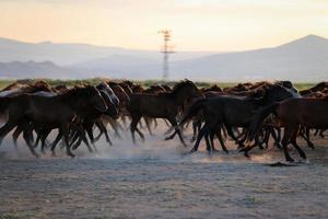 Yilki-Pferde, die auf dem Feld laufen, Kayseri, Truthahn foto