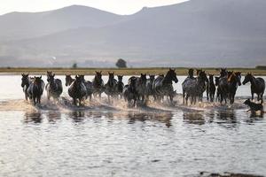 Yilki-Pferde, die im Wasser laufen, Kayseri, Truthahn foto