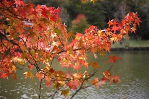 Blätter auf Ast im Herbst foto