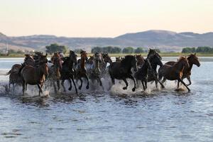Yilki-Pferde, die im Wasser laufen, Kayseri, Truthahn foto