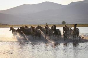 Yilki-Pferde, die im Wasser laufen, Kayseri, Truthahn foto