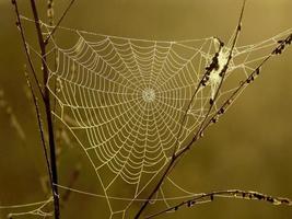 Spinnennetz foto