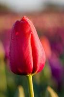 einzelne rosa oder rote Tulpenblume foto