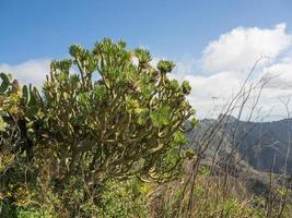 Insel Teneriffa in Spanien foto