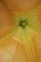 orangene Blume foto