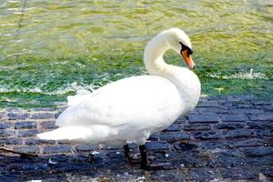 Schwan im Zürichsee foto