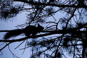 Dämmerung, ein Eichhörnchen auf einem Baum springt foto