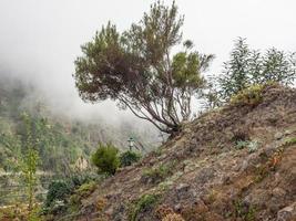 die portugiesische Insel Madeira foto