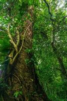 freier blick auf große bäume mitten im tropischen wald indonesiens foto