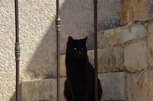 eine schwarze Katze auf der Treppe foto