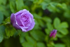 große rosa Hagebuttenblüten auf einem Busch im Sommer foto