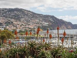 die Insel Madeira foto