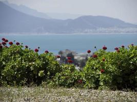 die Stadt Tunis in Tunesien foto