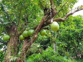 wilder kalebassenbaum crescentia cujete im dschungel von dominica foto