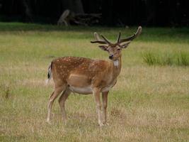 Hirsche im deutschen Münsterland foto