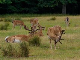 Hirsche in Westfalen foto