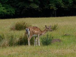 Hirsche im deutschen Münsterland foto