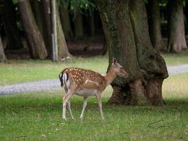 Hirsche im deutschen Münsterland foto