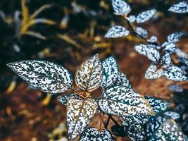 Bilder von Pflanzen im Garten foto