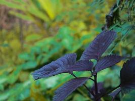 Bilder von Pflanzen im Garten foto