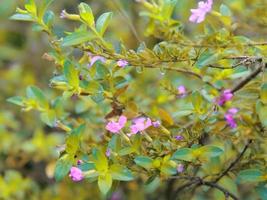 Bilder von Pflanzen im Garten foto