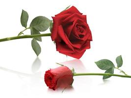 rote Rosen und Rosenblätter auf weißem Hintergrund, Valentinstag-Konzept foto