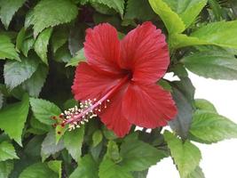 schöne rote Hibiskusblüte isoliert auf weißem Hintergrund foto