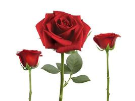 rote Rosen und Rosenblätter auf weißem Hintergrund, Valentinstag-Konzept foto