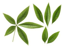 Zweig der frischen grünen Blätter lokalisiert auf weißem Hintergrund foto